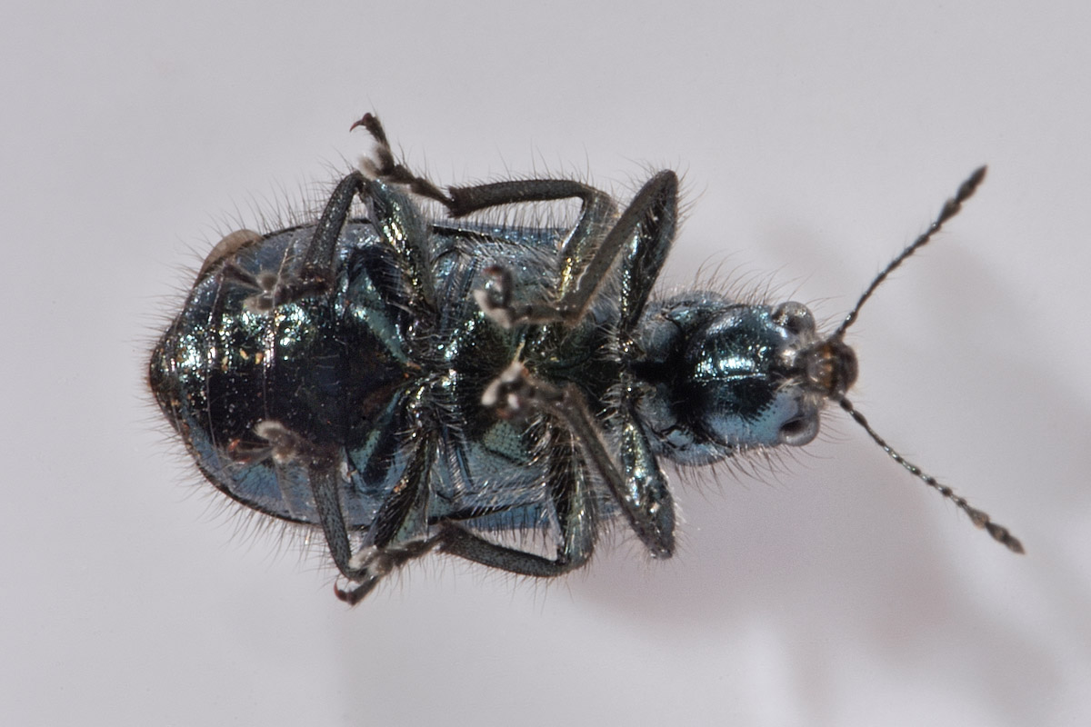 Attelabidae?.... Rhynchitidae: Lasiorhynchites cavifrons